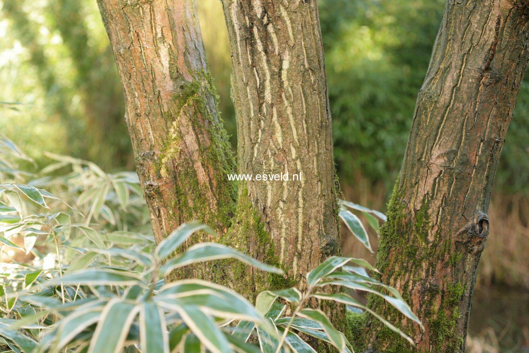 Juglans cinerea
