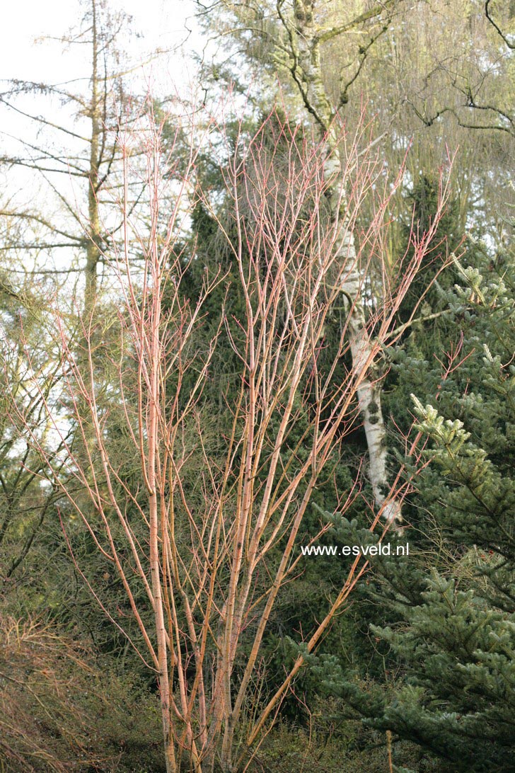 Acer pensylvanicum 'Erythrocladum'