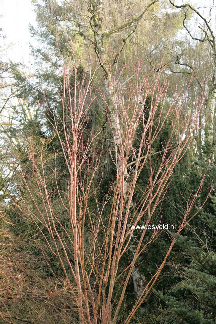 Acer pensylvanicum 'Erythrocladum'