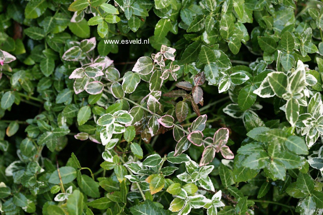 Euonymus fortunei 'Emerald Gaiety'