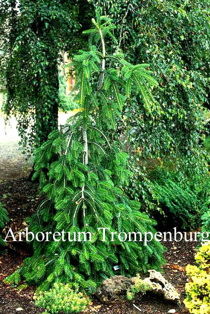 Abies alba 'Pendula'