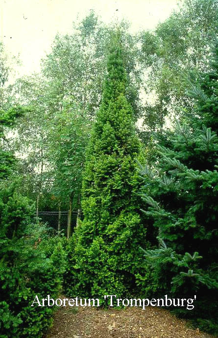 Abies alba 'Pyramidalis'