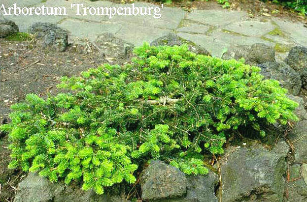 Abies cephalonica 'Meyer's Dwarf' (50004)