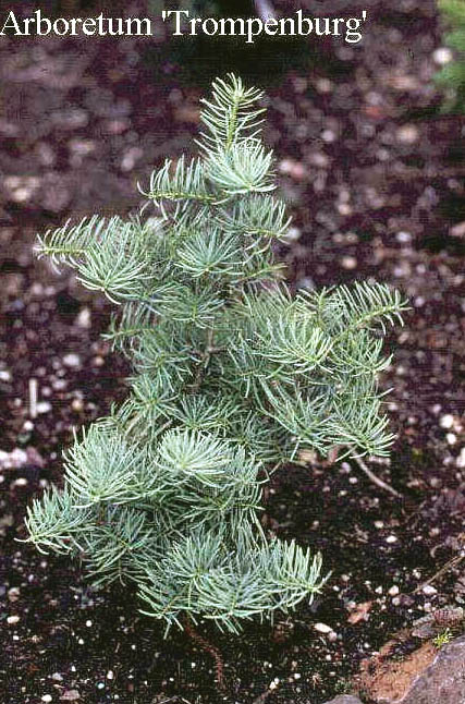 Abies concolor 'Archer's Dwarf'