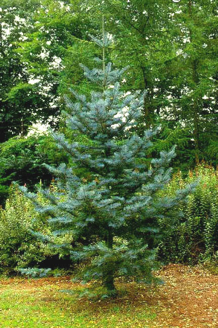 Abies concolor 'Violacea'