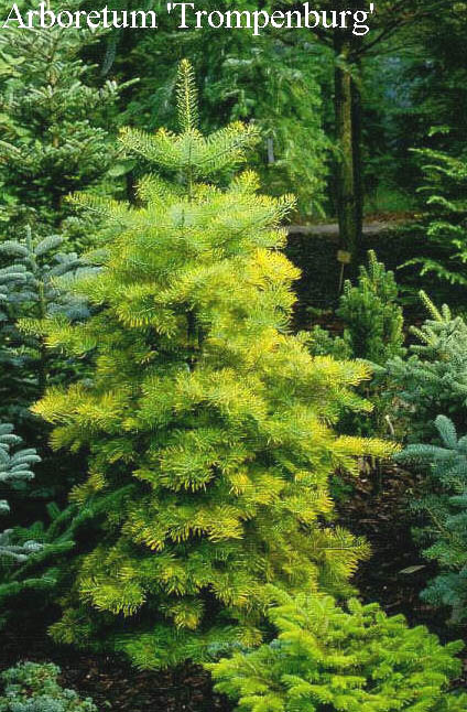 Abies concolor 'Wintergold'