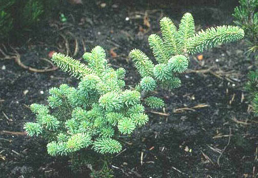 Abies koreana 'Blauer Pfiff'