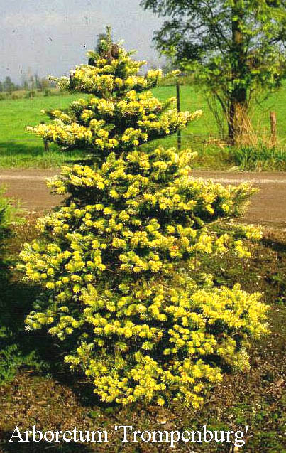 Abies koreana 'Luminetta'