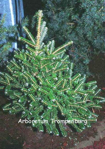 Abies koreana 'Oberon'