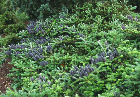 Abies koreana 'Prostrate Beauty'