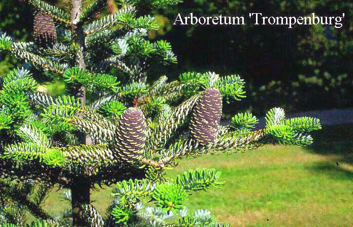 Abies koreana 'Silberlocke'