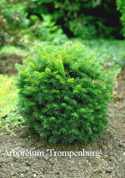 Abies lasiocarpa 'Green Globe'