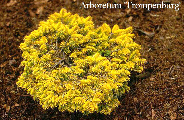 Abies nordmanniana 'Golden Spreader'