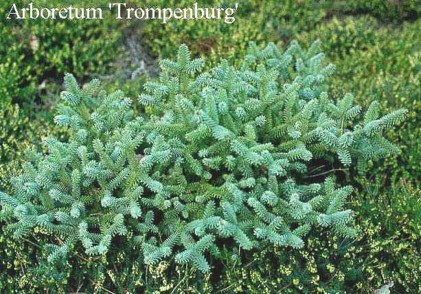 Abies pinsapo 'Horstmann'