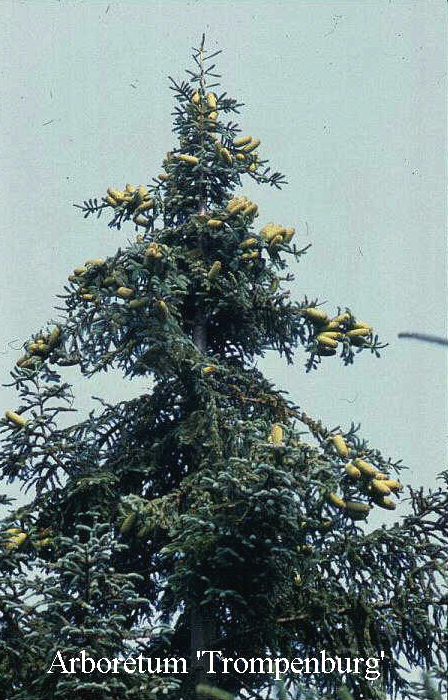 Abies procera 'Glauca'