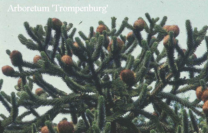 Araucaria araucana