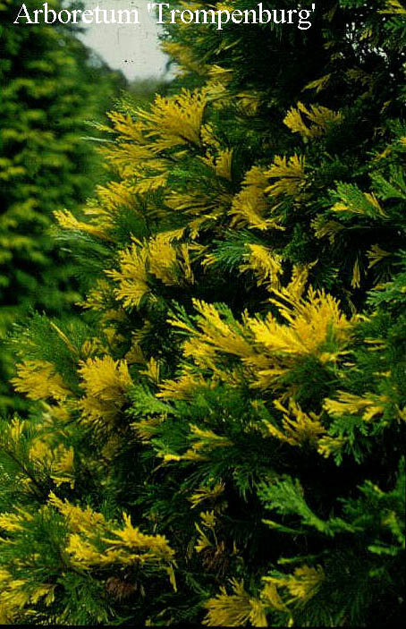 Calocedrus decurrens 'Aureovariegata'