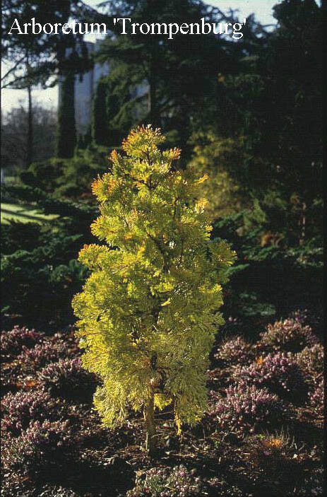 Calocedrus decurrens 'Berrima Gold'