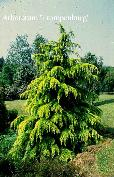 Cedrus deodara 'Aurea'