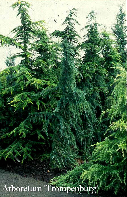 Cedrus deodara 'Blue Snake' (50038)