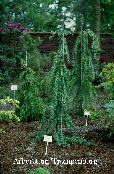 Cedrus deodara 'Paktia' (50045)