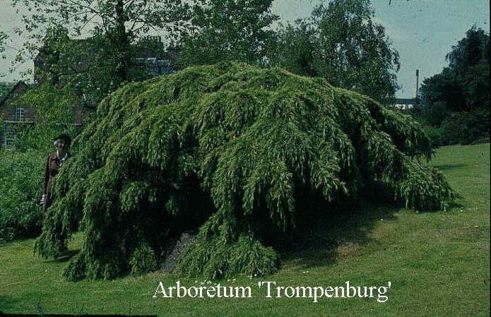 Cedrus deodara 'Pendula'