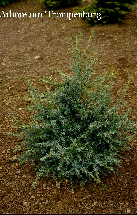 Cedrus deodara 'Verticillata Glauca'