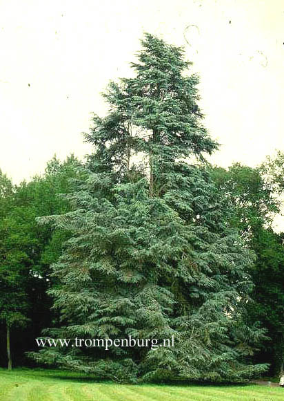 Cedrus libani 'Glauca Group'