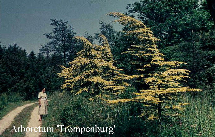 Cedrus libani 'Atlantica Aurea'