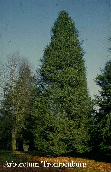 Cedrus libani 'Fastigiata'