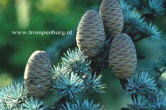 Cedrus libani 'Glauca Group'