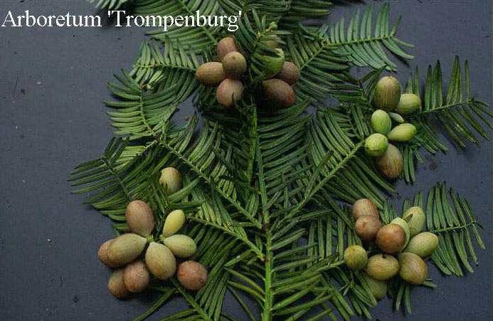 Cephalotaxus harringtonii