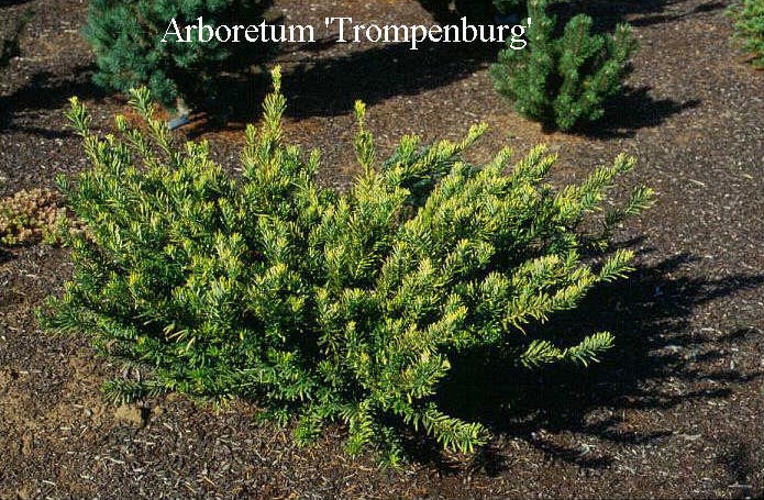 Cephalotaxus harringtonii 'Duke Garden' (50057)