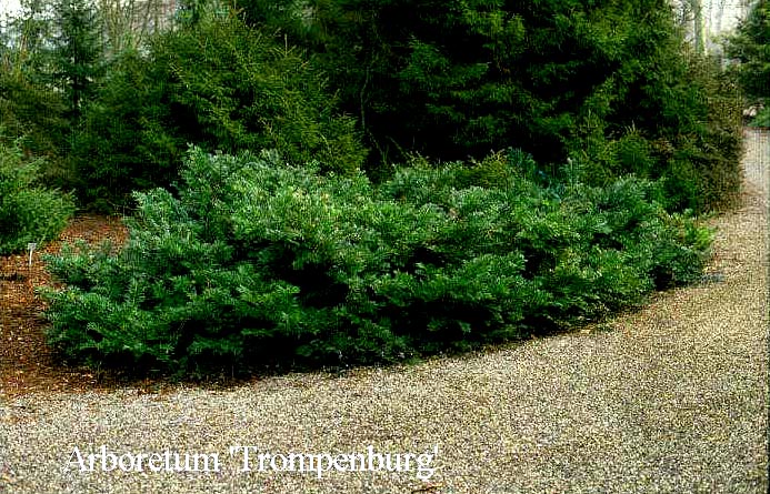 Cephalotaxus harringtonii 'Gimborn's Pillow'