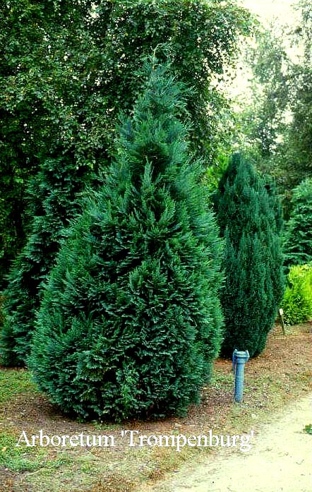 Chamaecyparis lawsoniana 'Alumii'