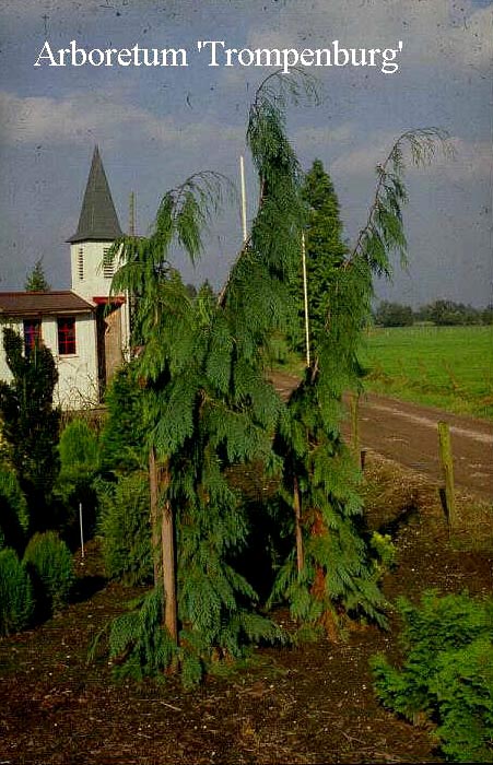 Chamaecyparis lawsoniana 'Dik's Weeping'