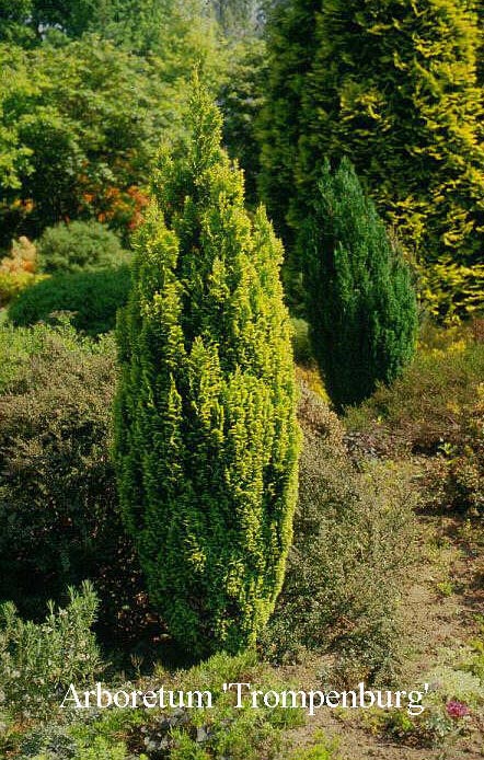 Chamaecyparis lawsoniana 'Ellwood's Gold'