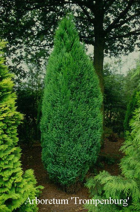 Chamaecyparis lawsoniana 'Erecta Viridis' (50069)