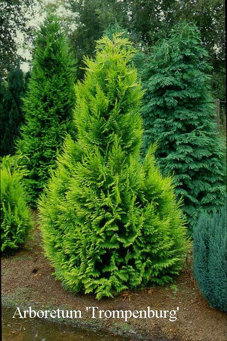 Chamaecyparis lawsoniana 'Golden Wonder'