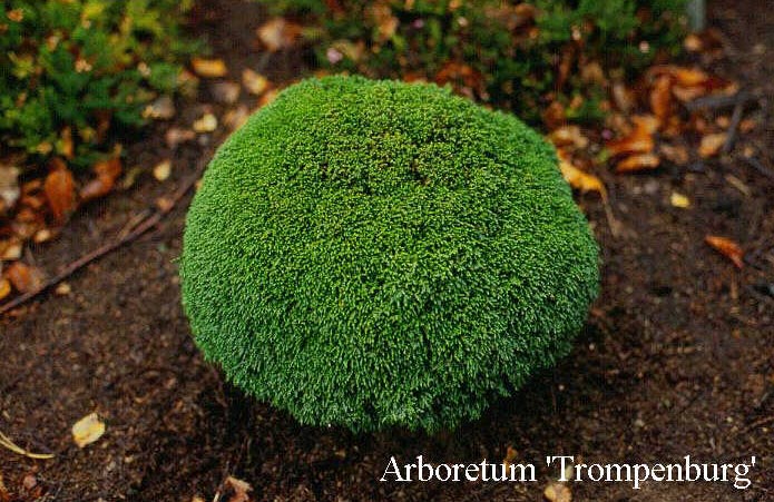 Chamaecyparis lawsoniana 'Green Globe'