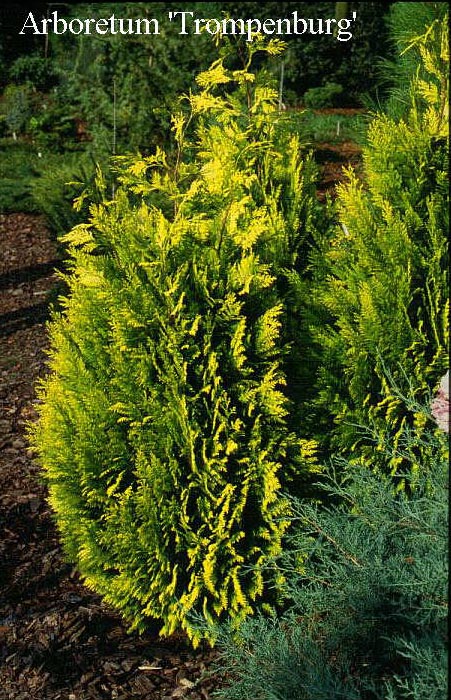 Chamaecyparis lawsoniana 'Ivonne'