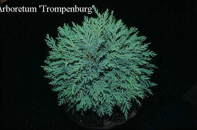 Chamaecyparis lawsoniana 'Mini Globus' (50080)