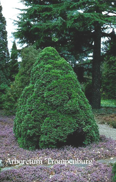 Chamaecyparis lawsoniana 'Minima Glauca'