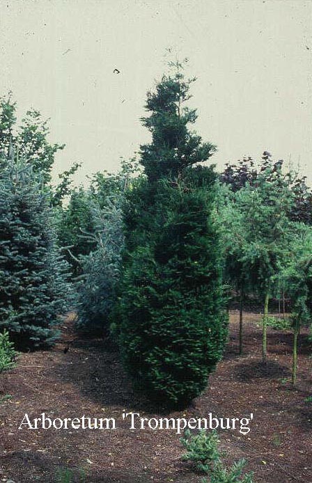 Chamaecyparis lawsoniana 'Silvania'