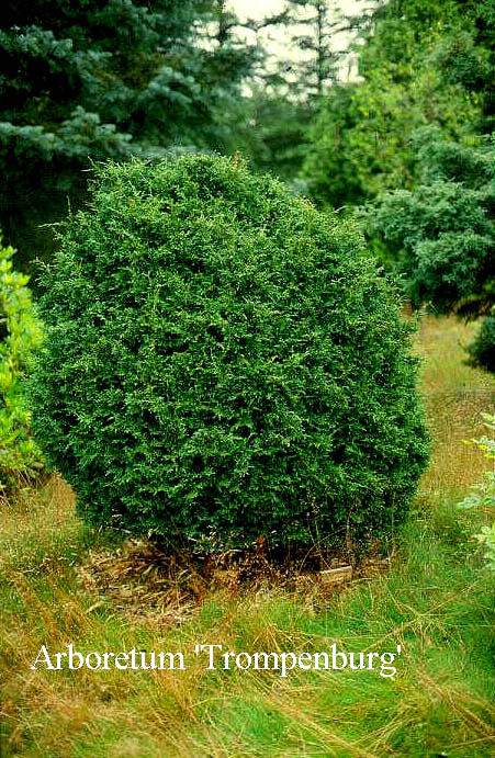 Chamaecyparis lawsoniana 'Tharandtensis Caesia'