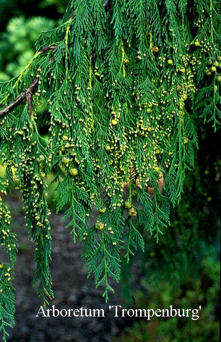Chamaecyparis nootkatensis 'Jubilee'