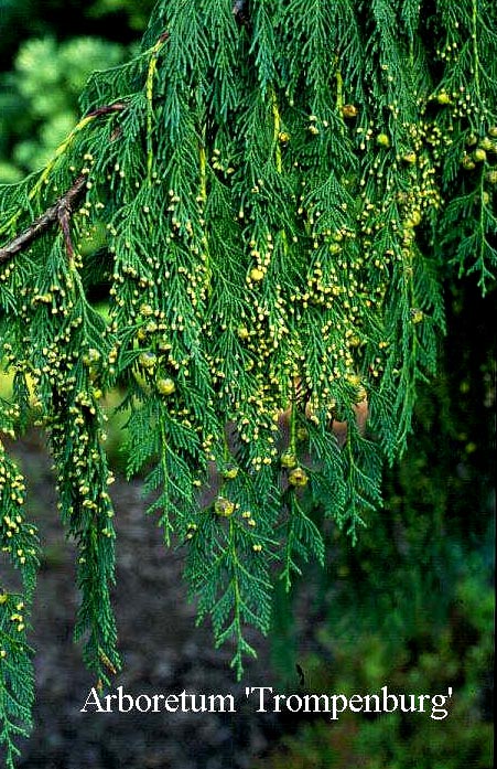 Chamaecyparis nootkatensis 'Jubilee'