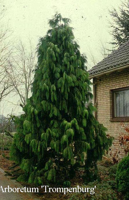 Chamaecyparis nootkatensis 'Pendula'