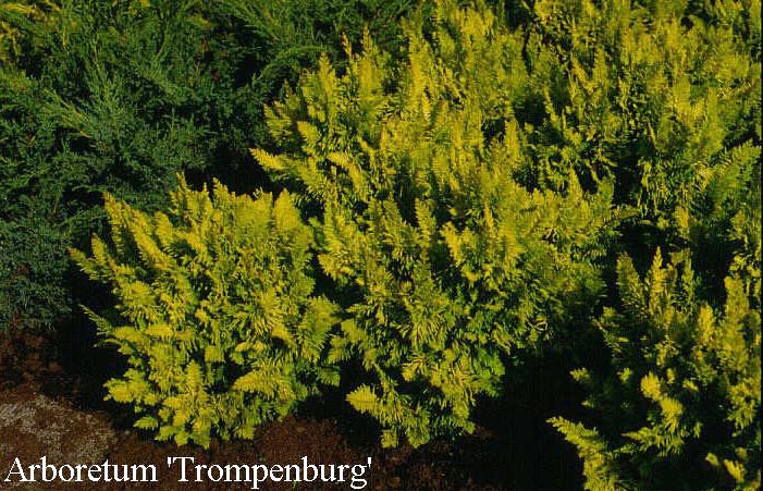 Chamaecyparis obtusa 'Tetragona Aurea'