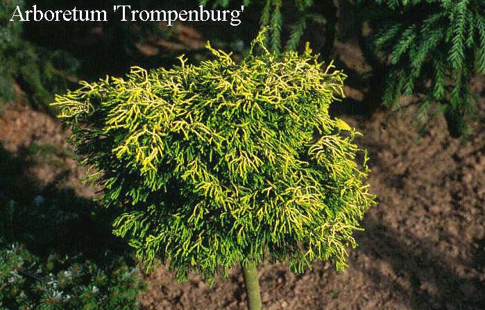 Chamaecyparis obtusa 'Tsatsumi Gold'